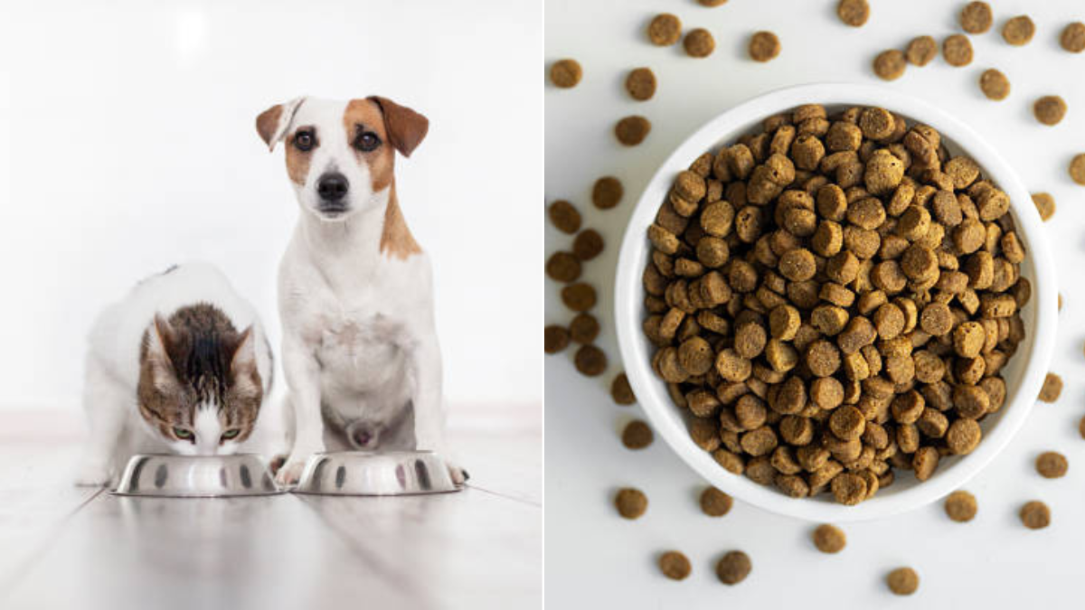 Perros y gatos