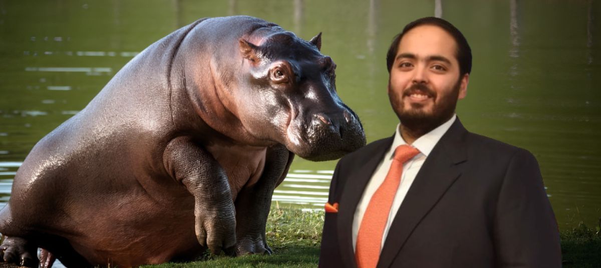 Anant Ambani, el asiático que quiere llevarse los hipopótamos de Pablo Escobar para la India.