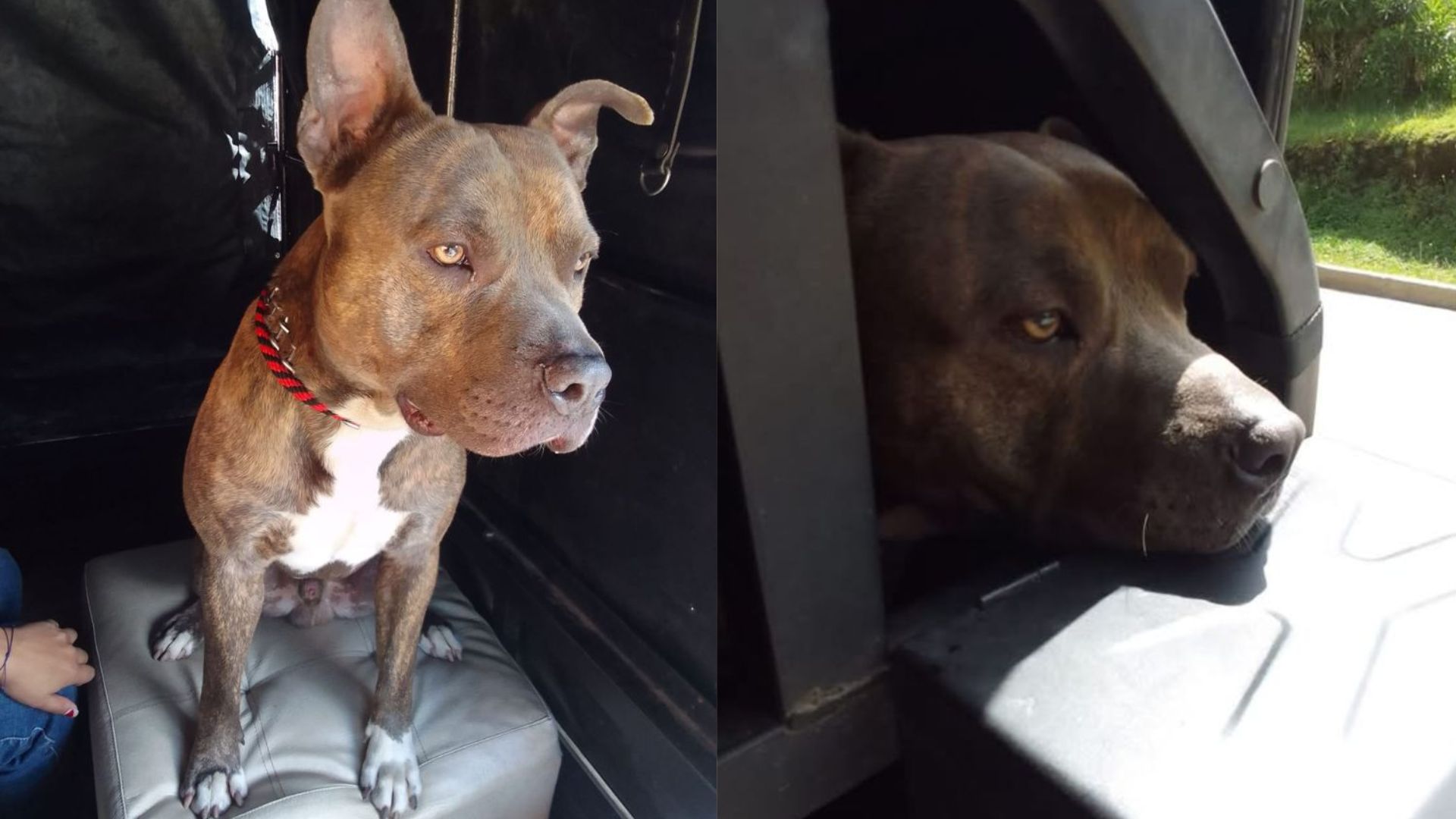 Toby, el perrito que sobrevivió al ataque en la vía Panamericana.