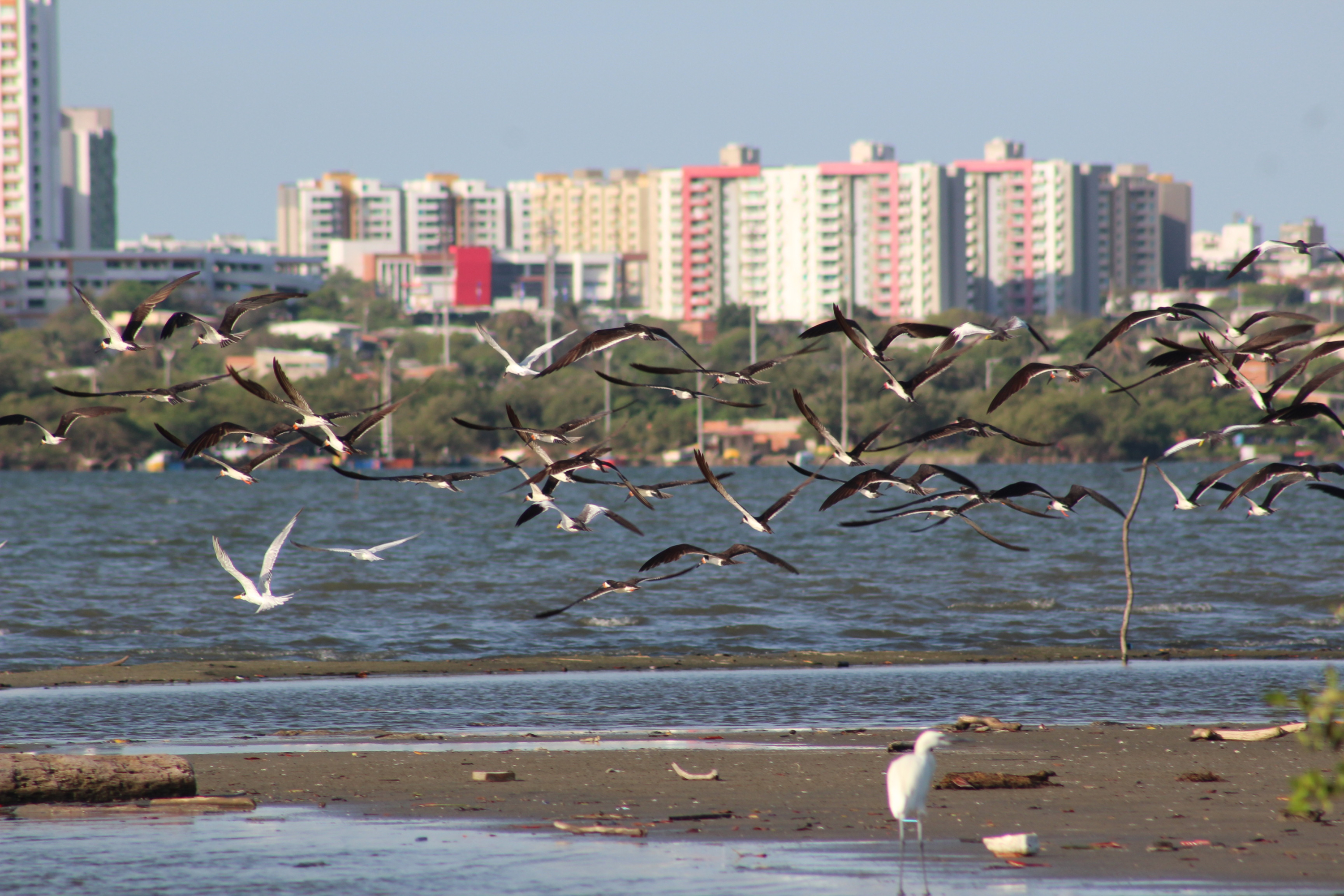 alcaldía de barranquilla