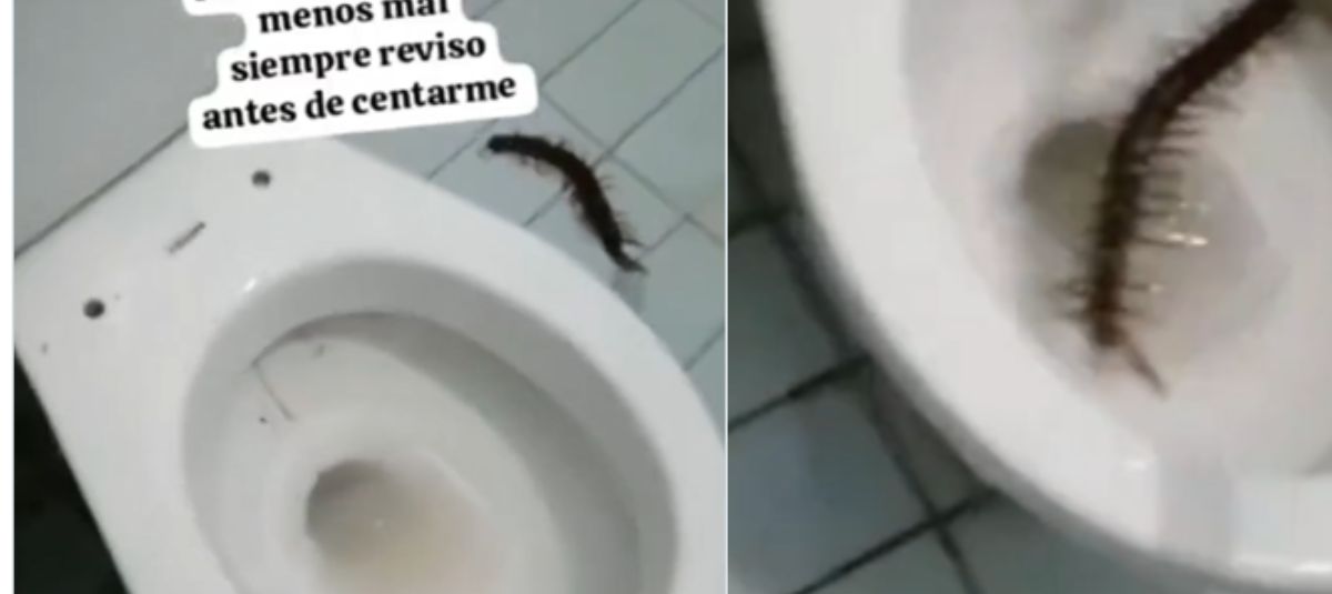 animales
