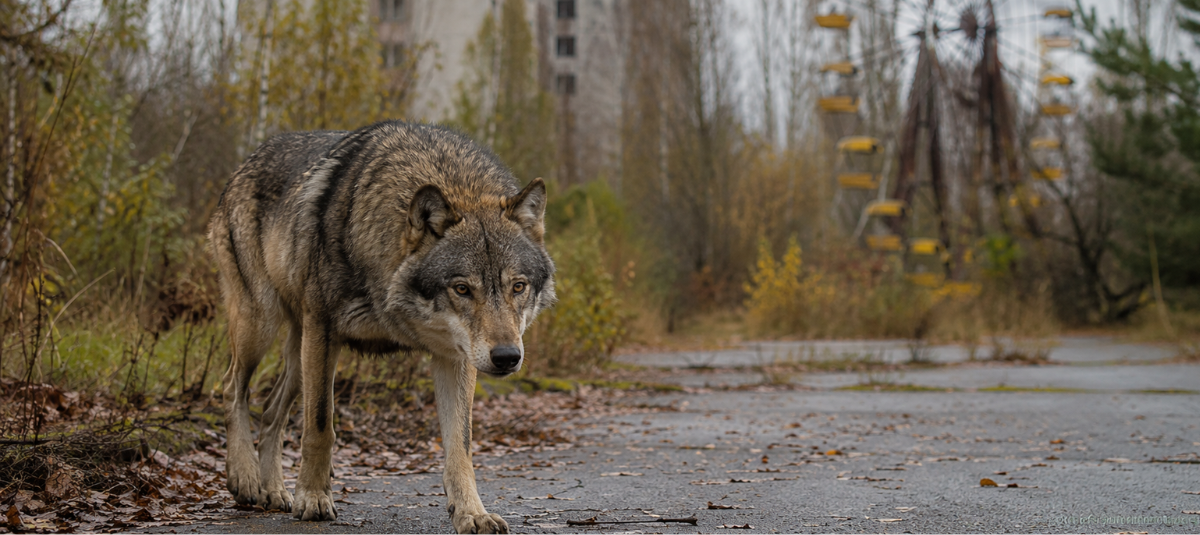 CHERNOBYL