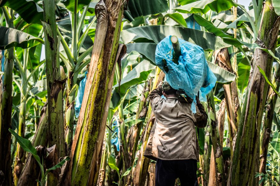 Producción de banano en Colombia.