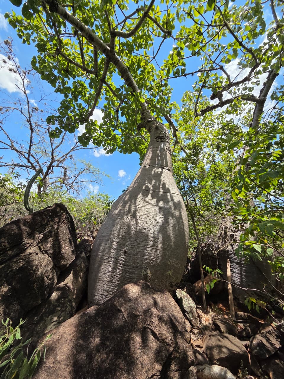 Ceiba Barrigona
