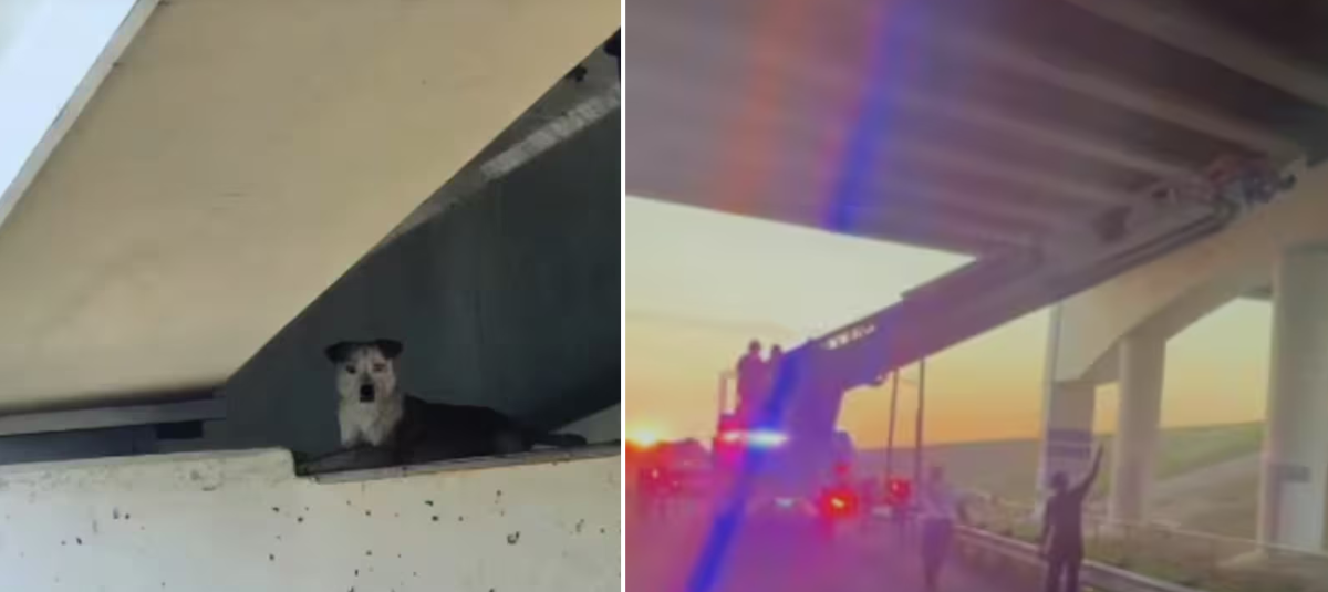 Rescate perritos.