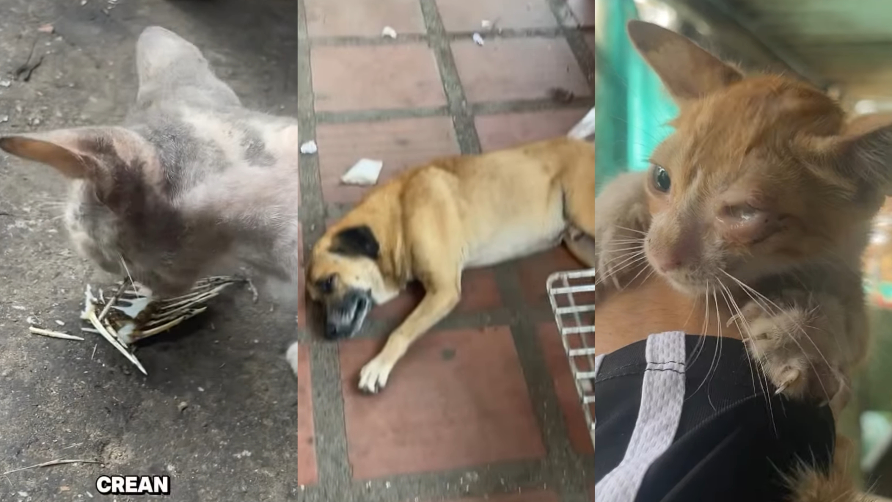 Abandoned cats in Barranquilla