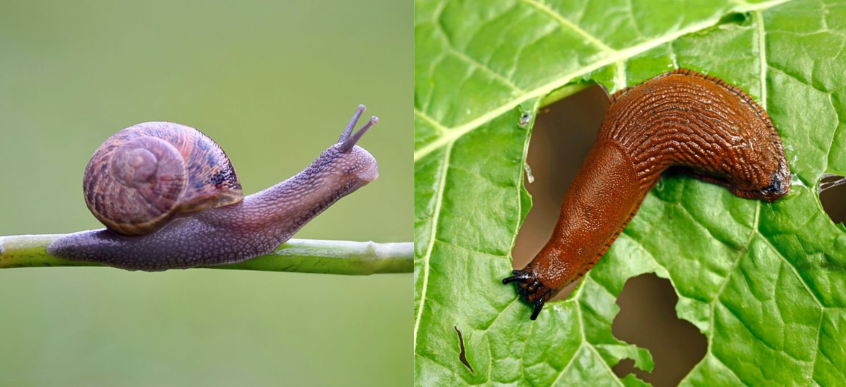 Babosas en el jardín