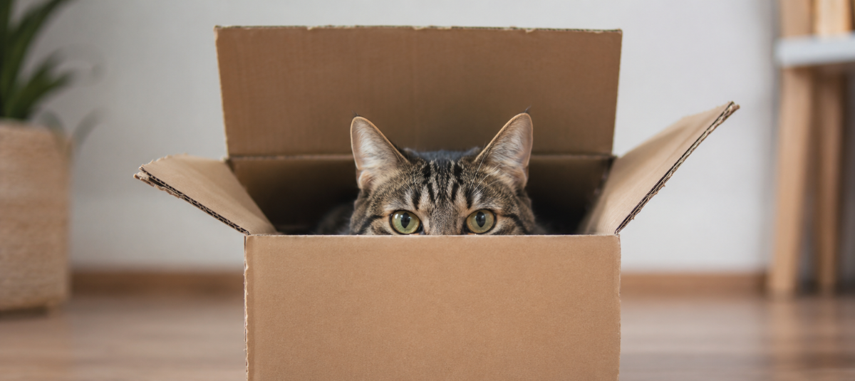 Gatos caja