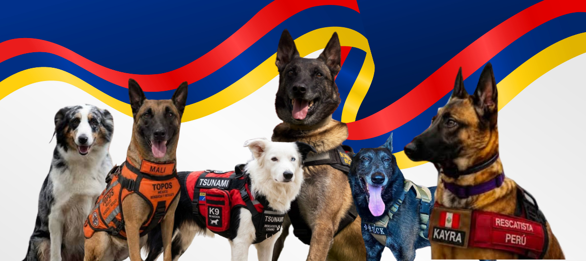Perros rescatistas que trabajan tras los terremotos en Venezuela del 24 de junio / Dastan, Tsunami, Kira, Topo