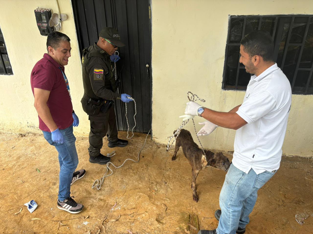 Rescate de perros en Medellín