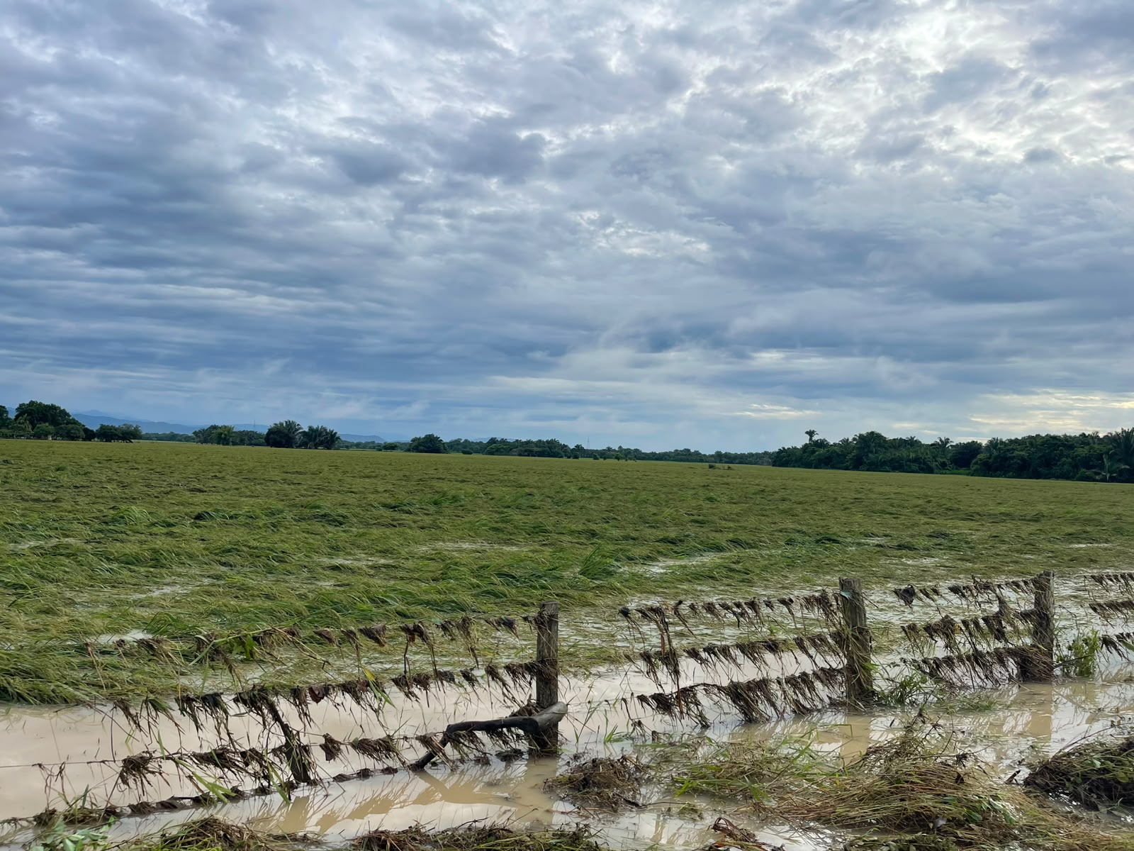 Rice crops affected by rains