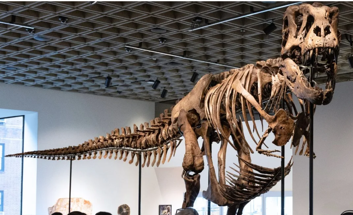 Uno de los esqueletos de Tyrannosaurus Rex más grandes y completos que se conocen se vendió este martes por un récord de 50,1 millones de dólares en una subasta de la casa Sotheby’s en Nueva York.