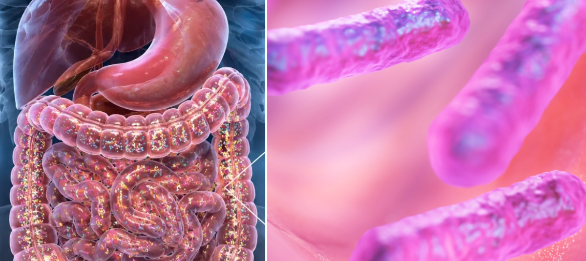 Microbiota intestinal.
