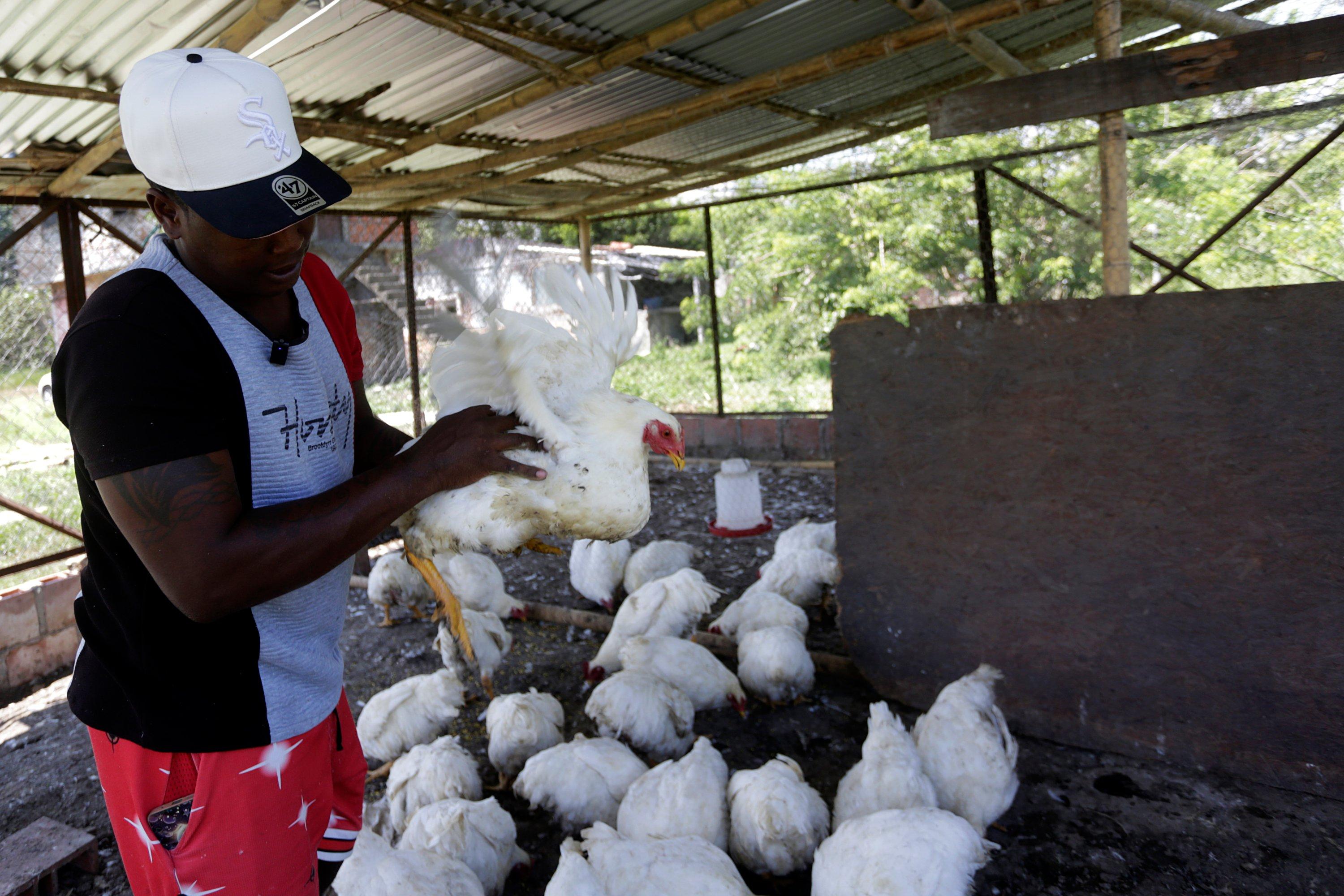 Criar gallinas y pollos es parte del proceso. Es una unidad productiva.