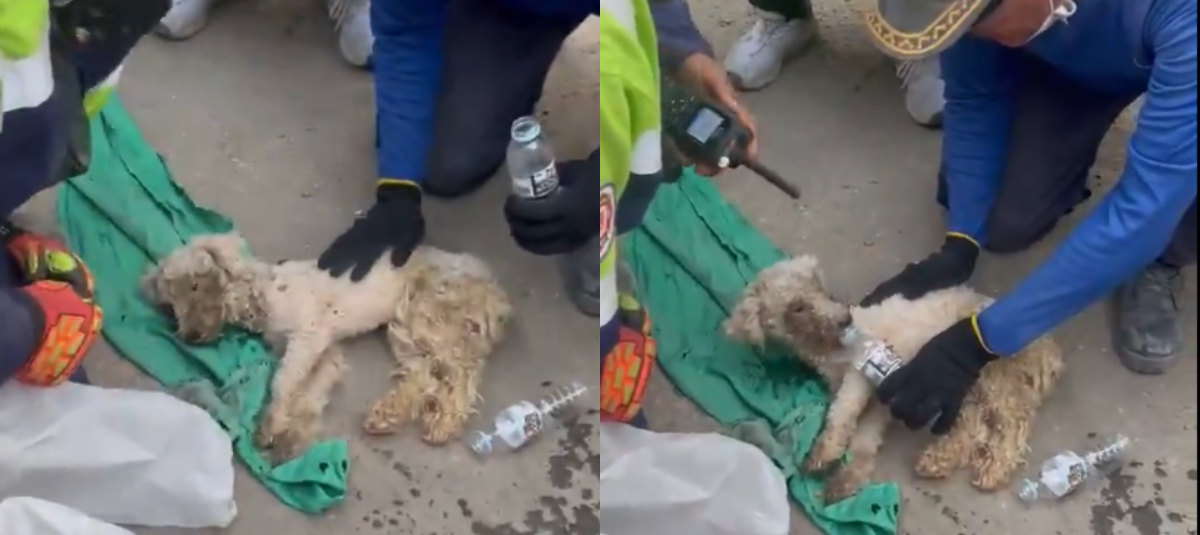 Rescatan a perrita que permaneció 29 días bajo los escombros tras terremotos de magnitud 7,2 y 7,5 en Venezuela