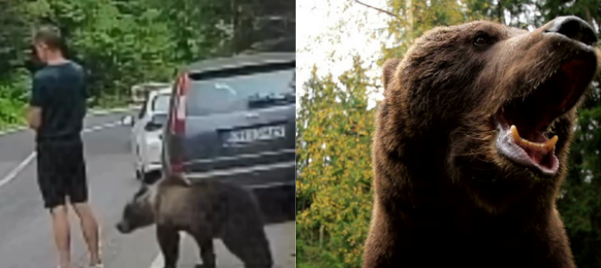 Oso sorprende a un turista en una carretera de Rumania.