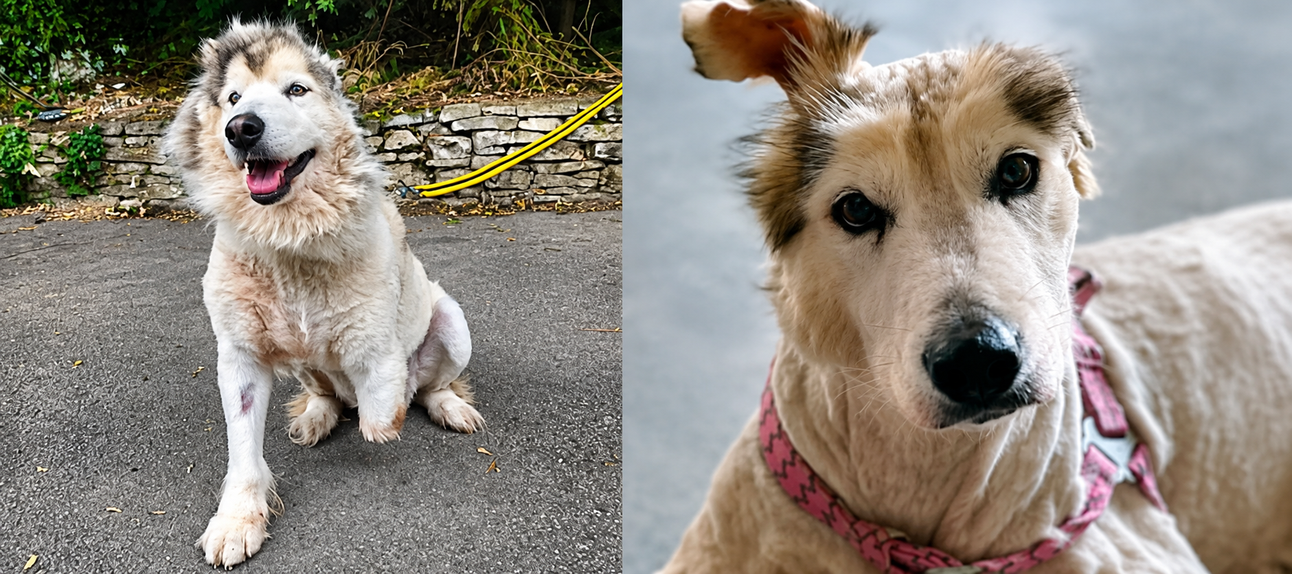 Cora, perrita