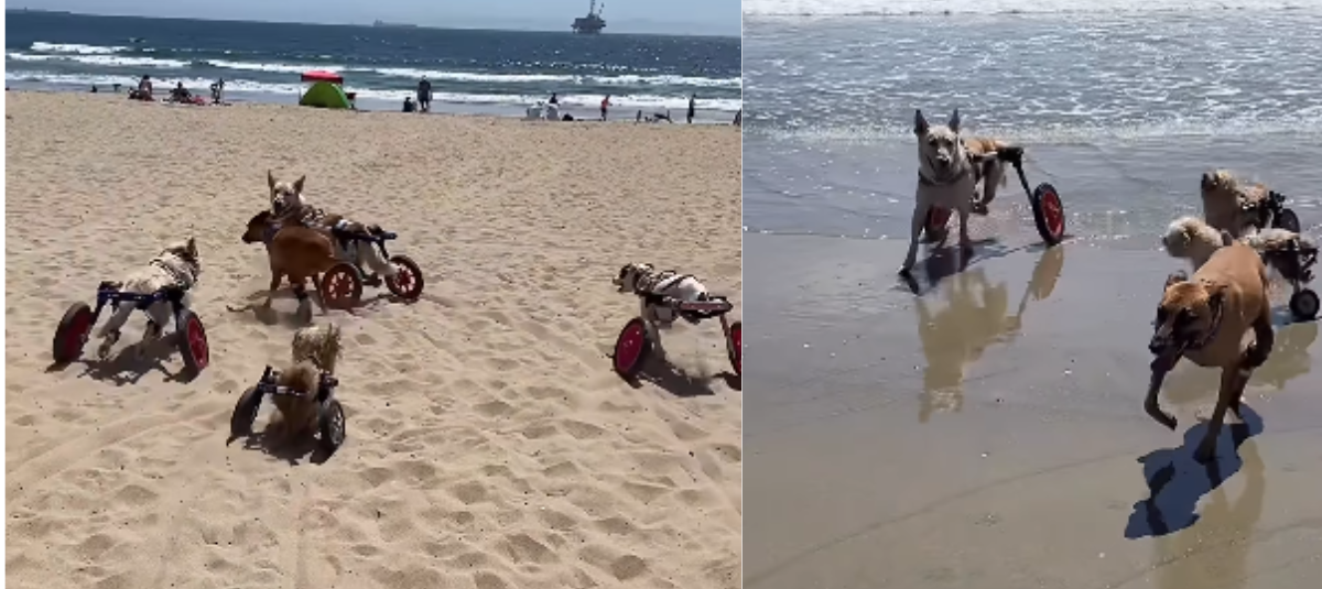 perrito