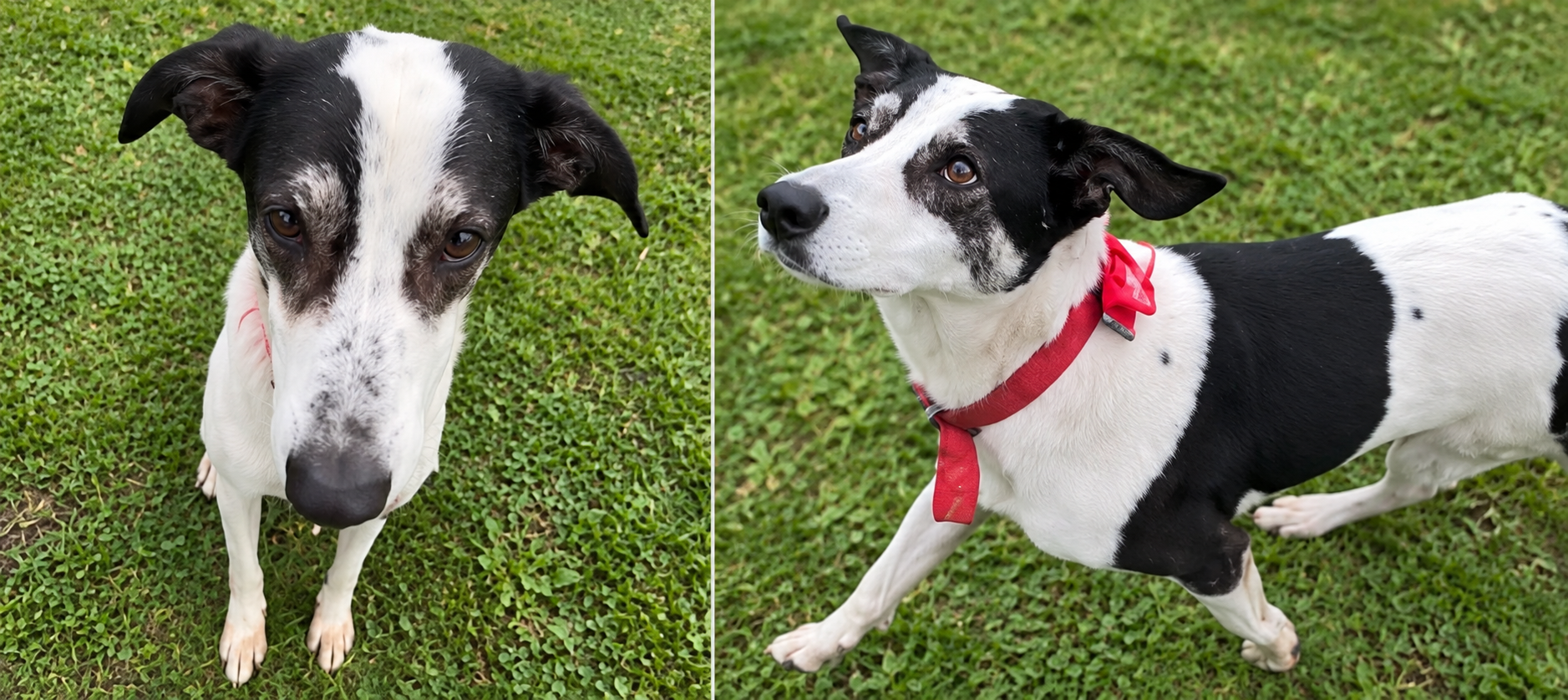Collage of black and white dog on the grass