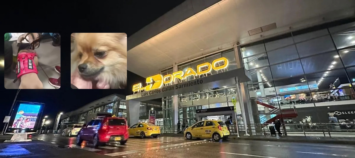 They abandoned their pets at Bogotá's El Dorado Airport after a problem with documents.